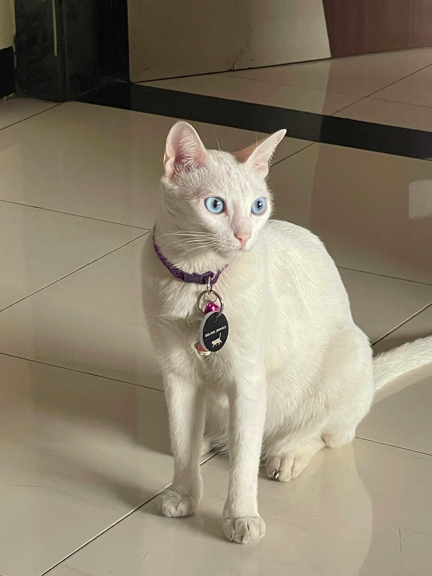 Selina joined the competition — help win amazing prizes! cat, white_cat, blue_eyes, collar, indoor, floor, tile_floor, pet, animal, sitting, curious, fur, tag, purple_collar, domestic_cat, whiskers, ears, four_legs, tail, reflection