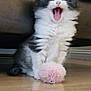 kitten, cat, feline, pet, animal, fur, black_and_white, fluffy, mouth_open, toy, pink_toy, wooden_floor, indoor, cute, small, young, playful, sitting, whiskers, paw