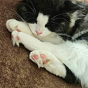 Ruby joined the competition — help win amazing prizes! cat, sleeping, black_and_white, fluffy, paw_pads, carpet, cozy, indoor, pet, cute, resting, animal, whiskers, fur, relaxation, blanket, closeup, peaceful, domestic_cat, napping