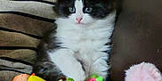 Ruby joined the competition — help win amazing prizes! kitten, cat, plush_toys, couch, pillow, blanket, indoor, pet, furry, cute, small_animal, black_and_white, sitting, cozy, domestic_animal, soft, toy, fur, young, curious