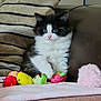 kitten, cat, plush_toys, couch, pillow, blanket, indoor, pet, furry, cute, small_animal, black_and_white, sitting, cozy, domestic_animal, soft, toy, fur, young, curious