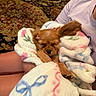 Chanel is registered to the contest to win money with this photo: dog, puppy, blanket, sleeping, cute, pink_bow, fluffy, cozy, indoor, person, arms, resting, fur, small_dog, comfort, warm, soft, animal, relaxing, home