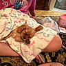 puppy, dog, sleeping, blanket, pink_bows, indoor, carpet, person, legs, floor, home, cozy, cute, resting, toy, plastic_bag, basket, wooden_floor, tshirt, patterned