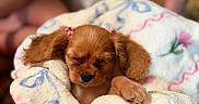 Chanel joined the competition — help win amazing prizes! puppy, dog, sleeping, blanket, cute, pet, animal, fur, ears, pink, flower, cozy, soft, nap, indoors, blurred_background, small, adorable, resting, wrapped