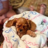 puppy, dog, sleeping, blanket, cute, pet, animal, fur, ears, pink, flower, cozy, soft, nap, indoors, blurred_background, small, adorable, resting, wrapped
