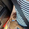 Chanel joined the competition — help win amazing prizes! puppy, dog, sleeping, car, seatbelt, person, striped_shirt, lap, hand, sunlight, blue_collar, pink_bows, cute, cozy, resting, small_dog, fur, indoor, casual, relaxing
