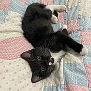 Satsuki joined the competition — help win amazing prizes! animal, bedspread, black_and_white, cat, cozy, cute, domestic_cat, feline, indoor, kitten, lying_down, patchwork, paw, pet, playful, quilt, resting, soft, whiskers, young