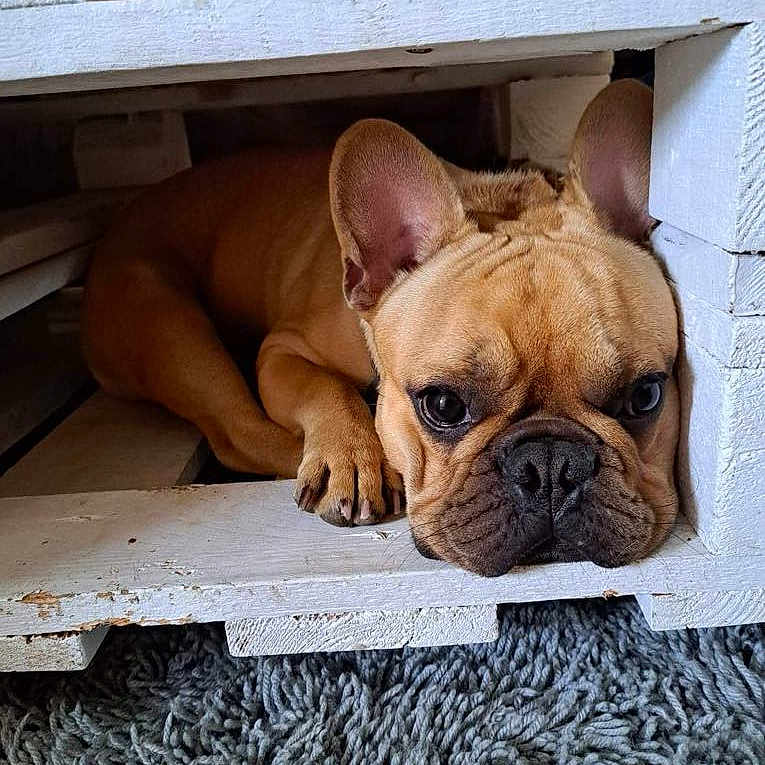 Olaf participe au concours pour gagner de l'argent avec cette photo : animal, brown_dog, carpet, close_up, cozy, cute, dog, ears, face, floor, french_bulldog, fur, indoor, looking, paw, pet, puppy, resting, snout, wooden_crate