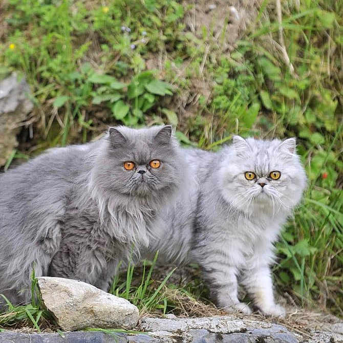 Napoleon Et Oka