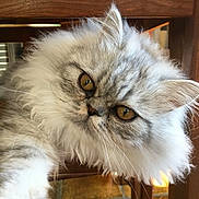 Oka a rejoint le concours — aidez-le/la à gagner de superbes lots ! asian_semi_longhair, british_semi_longhair, carnivoran, cat, cat_like_mammal, domestic_long_haired_cat, eye, fur, kitten, persian, small_to_medium_sized_cats, snout, whiskers