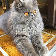 Napoleon a rejoint le concours — aidez-le/la à gagner de superbes lots ! asian_semi_longhair, british_semi_longhair, british_shorthair, carnivoran, cat, cat_like_mammal, domestic_long_haired_cat, domestic_short_haired_cat, fur, himalayan, mammal, persian, small_to_medium_sized_cats, snout, whiskers