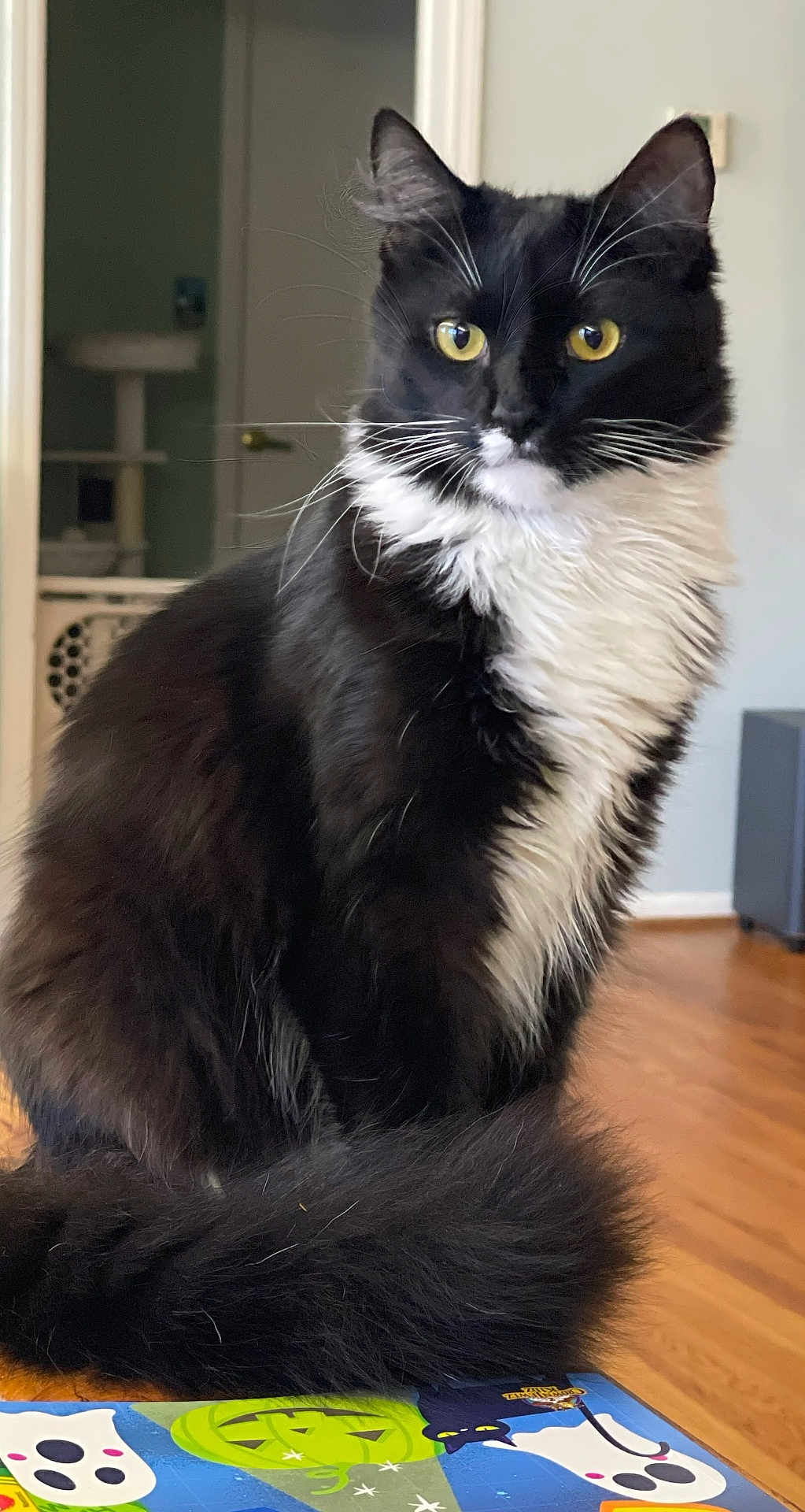 Luna is registered to the contest to win money with this photo: cat, black_and_white, fluffy_tail, indoor, wooden_floor, cat_tree, halloween_mat, pumpkin, ghost, yellow_eyes, whiskers, fur, pet, animal, sitting, curious, close_up, domestic_cat, portrait, feline
