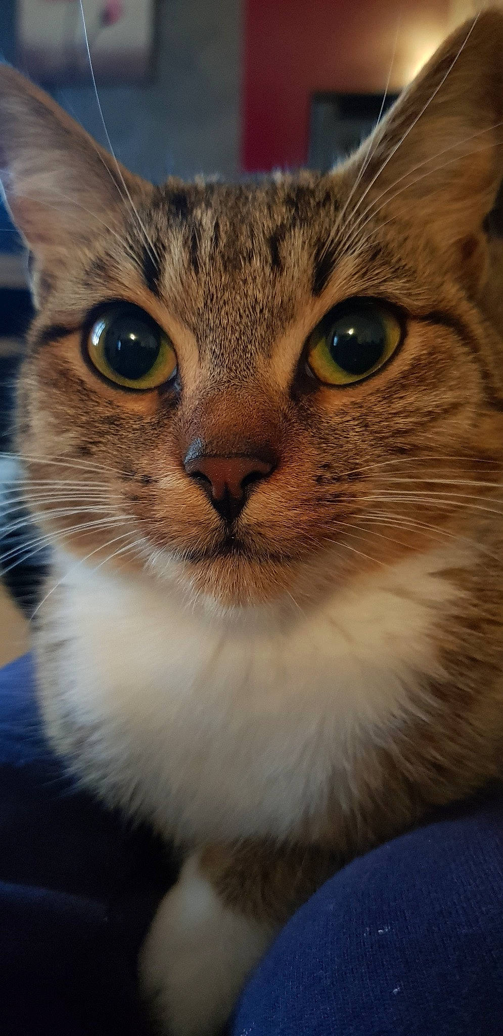 Coquillette a rejoint le concours — aidez-le/la à gagner de superbes lots ! aegean_cat, american_bobtail, american_wirehair, asian, australian_mist, carnivore, cat, close_up, domestic_short_haired_cat, european_shorthair, eye, felidae, mammal, singapura, small_to_medium_sized_cats, snout, tabby_cat, vertebrate, whiskers, wildlife