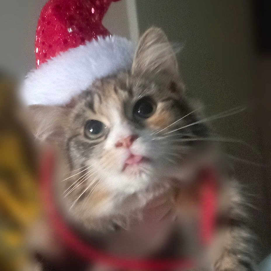 Zelda participe au concours pour gagner de l'argent avec cette photo : abyssinian, angora, animal, cat, christmas, christmasdecorations, clothing, elf, face, festival, hat, head, indoors, kitten, manx, person, pet, photography, plant, portrait