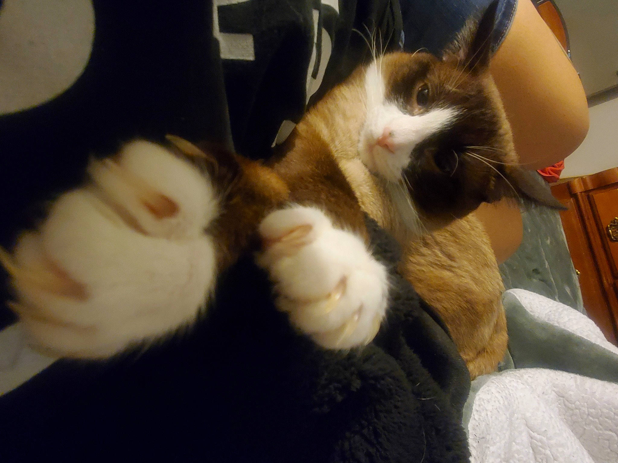 Rock is registered to the contest to win money with this photo: aegean_cat, american_wirehair, carnivore, cat, claw, ear, european_shorthair, fawn, felidae, fur, japanese_bobtail, lap, paw, polydactyl_cat, small_to_medium_sized_cats, turkish_van, whiskers