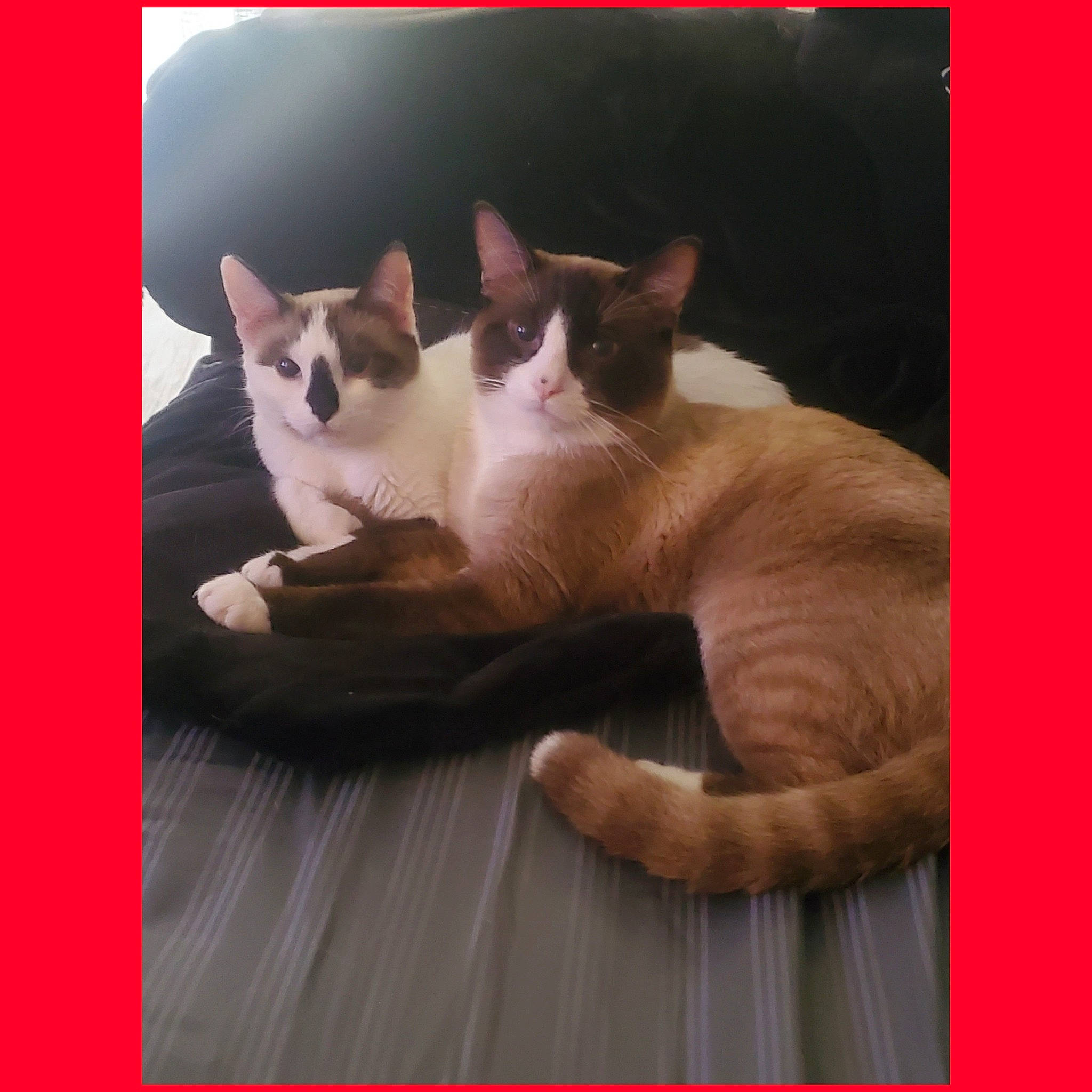 Rock is registered to the contest to win money with this photo: carnivore, cat, fawn, felidae, kitten, mammal, paw, photo_caption, siamese, small_to_medium_sized_cats, square, tail, whiskers