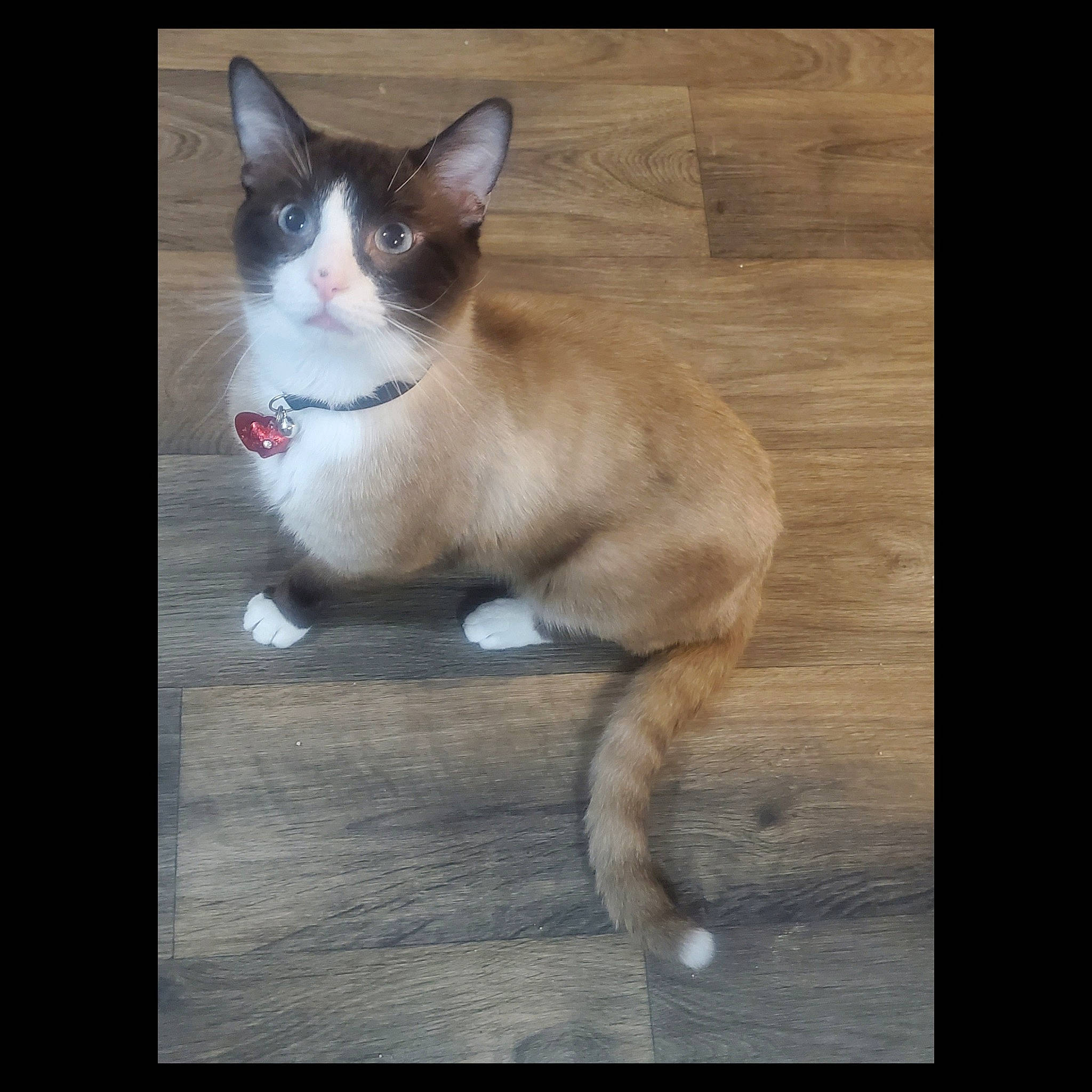 Rock is registered to the contest to win money with this photo: aegean_cat, asian, carnivore, cat, domestic_short_haired_cat, eye, facial_expression, felidae, mammal, ojos_azules, photo_caption, photography, polydactyl_cat, small_to_medium_sized_cats, snapshot, snout, snowshoe, tail, vertebrate, whiskers