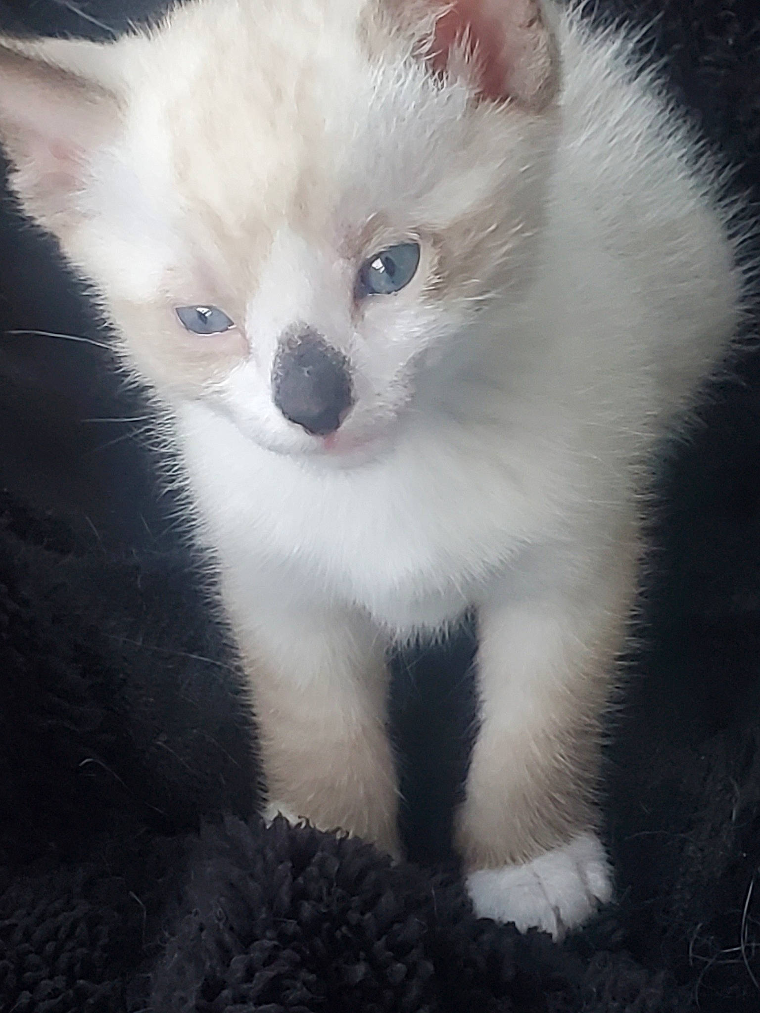 Baby Gem joined the competition — help win amazing prizes! burmilla, carnivore, cat, domestic_long_haired_cat, domestic_short_haired_cat, eye, felidae, fur, iris, kitten, mammal, nose, organ, ragdoll, skin, small_to_medium_sized_cats, snout, turkish_angora, vertebrate, whiskers