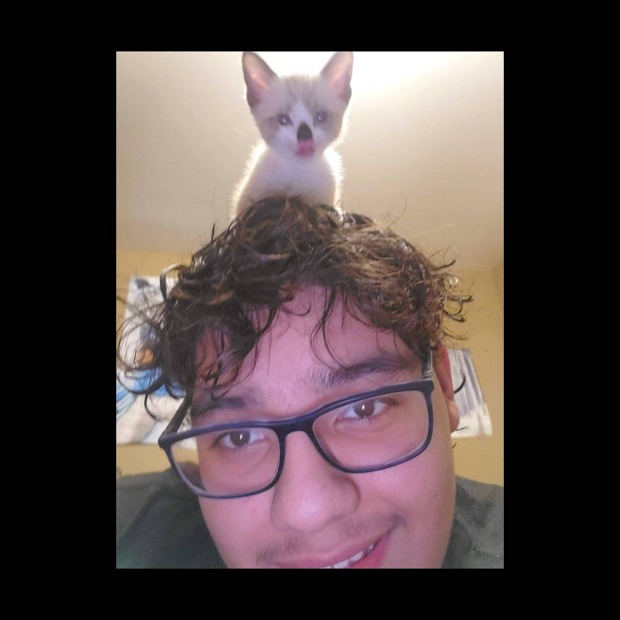 Baby Gem is registered to the contest to win money with this photo: carnivore, cat, cornish_rex, ear, eye, eyebrow, face, felidae, forehead, hair, hairstyle, head, iris, kitten, nose, photography, selfie, small_to_medium_sized_cats, sphynx, whiskers