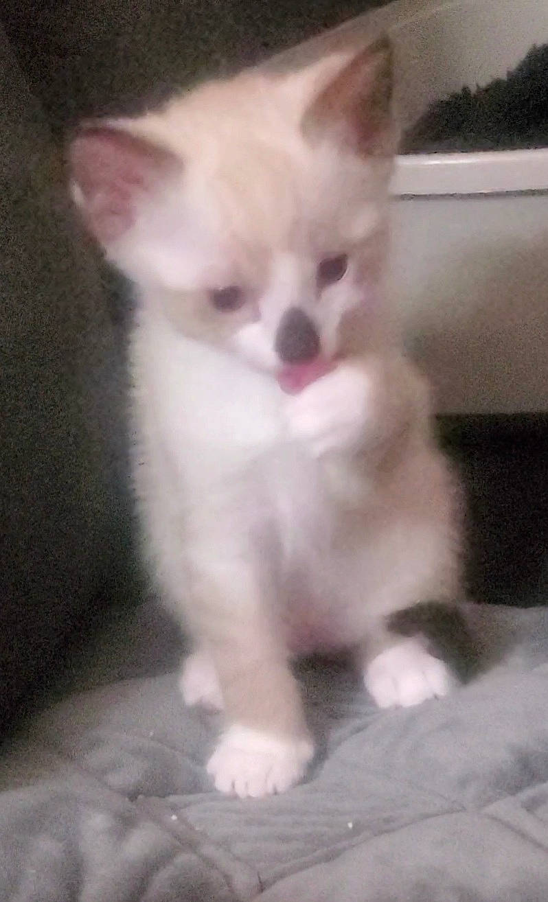 Baby Gem joined the competition — help win amazing prizes! burmilla, carnivore, cat, domestic_short_haired_cat, ear, eye, fawn, felidae, kitten, mammal, nose, ojos_azules, polydactyl_cat, ragdoll, small_to_medium_sized_cats, snout, tail, turkish_angora, vertebrate, whiskers