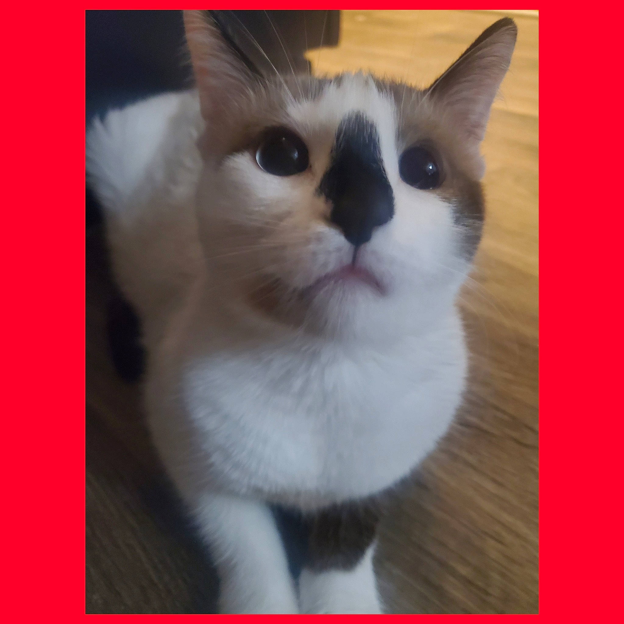 Diamond joined the competition — help win amazing prizes! american_wirehair, asian, carnivore, cat, domestic_short_haired_cat, eye, felidae, kitten, mammal, photo_caption, photography, polydactyl_cat, ragdoll, small_to_medium_sized_cats, snout, snowshoe, tail, vertebrate, whiskers