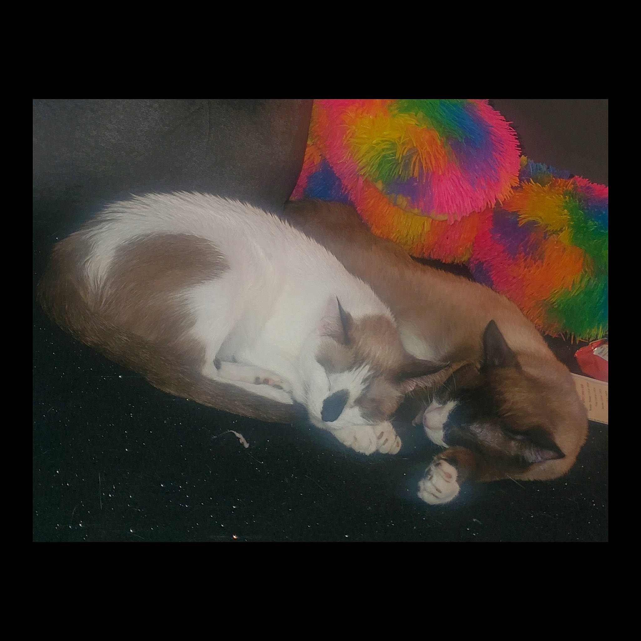 Diamond joined the competition — help win amazing prizes! art, cat, felidae, kitten, organism, painting, paw, small_to_medium_sized_cats, tail, whiskers