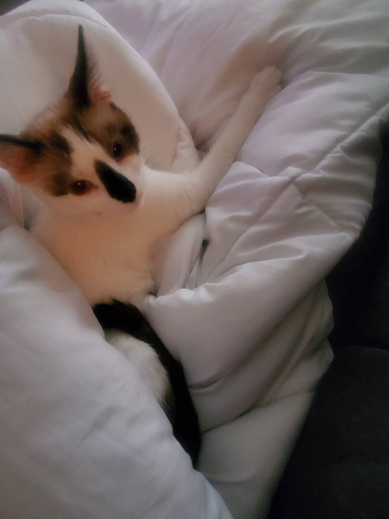 Diamond is registered to the contest to win money with this photo: carnivore, cat, ear, felidae, fur, hand, kitten, leg, mammal, nap, paw, skin, small_to_medium_sized_cats, tail, whiskers