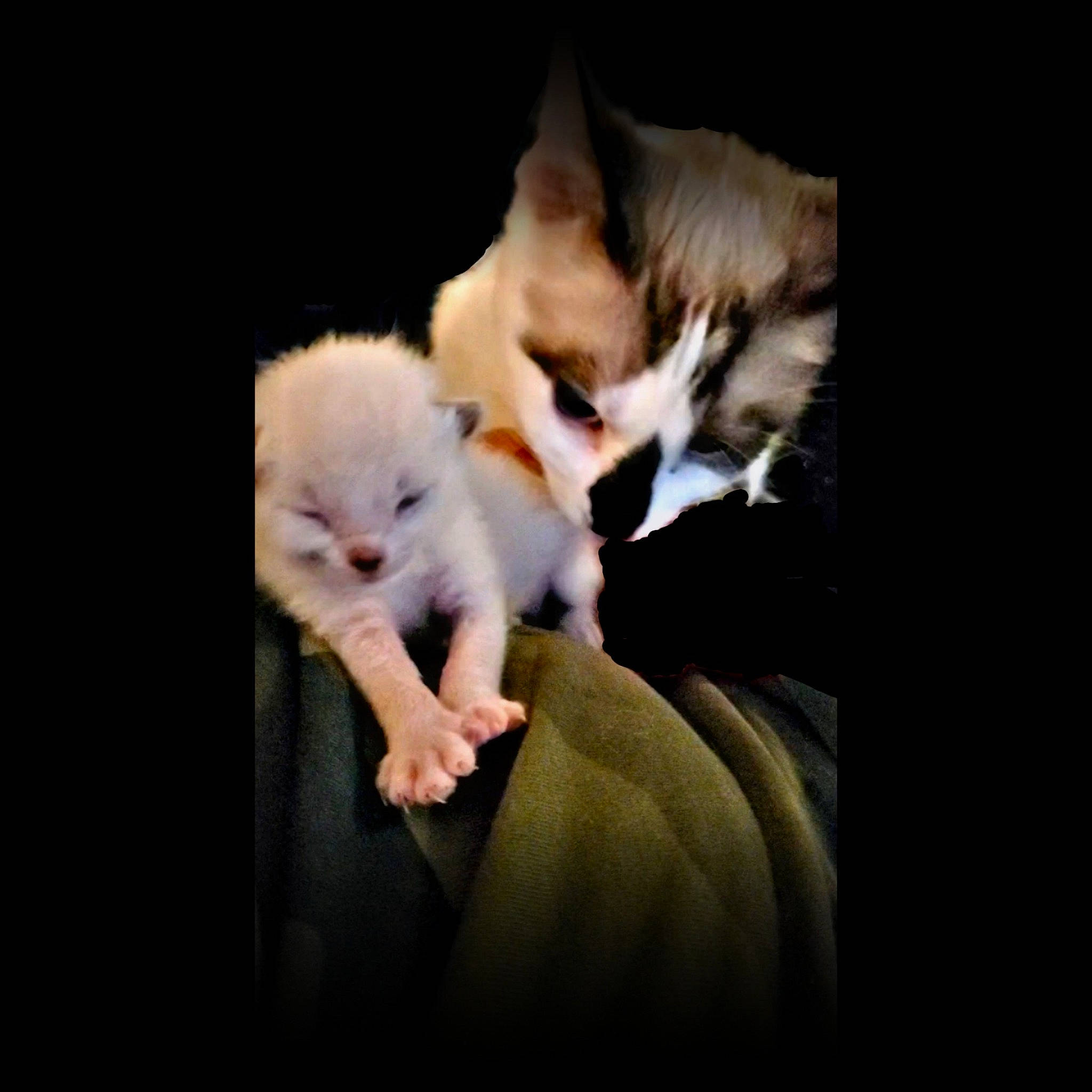 Diamond joined the competition — help win amazing prizes! asian, carnivore, cat, darkness, ear, felidae, fur, gesture, kitten, paw, photo_caption, puppy, ragdoll, small_to_medium_sized_cats, snapshot, tail, turkish_van, whiskers