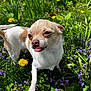 Rex is registered to the contest to win money with this photo: dog, chihuahua, small_dog, tongue_out, grass, flowers, dandelion, greenery, outdoor, sunlight, nature, pet, animal, cute, playful, fur, white_and_brown, close_up, garden, spring