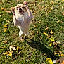 dog, small_dog, jumping, outdoor, grass, autumn_leaves, sunlight, pet, cute, animal, playful, chihuahua, canine, nature, daylight, shadow, fur, mammal, expression, park