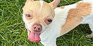 Rex is registered to the contest to win money with this photo: dog, chihuahua, grass, outdoor, pet, small_dog, tongue_out, happy, animal, fur, ears, canine, mammal, nature, daylight, closeup, cute, playful, looking_up, tongue