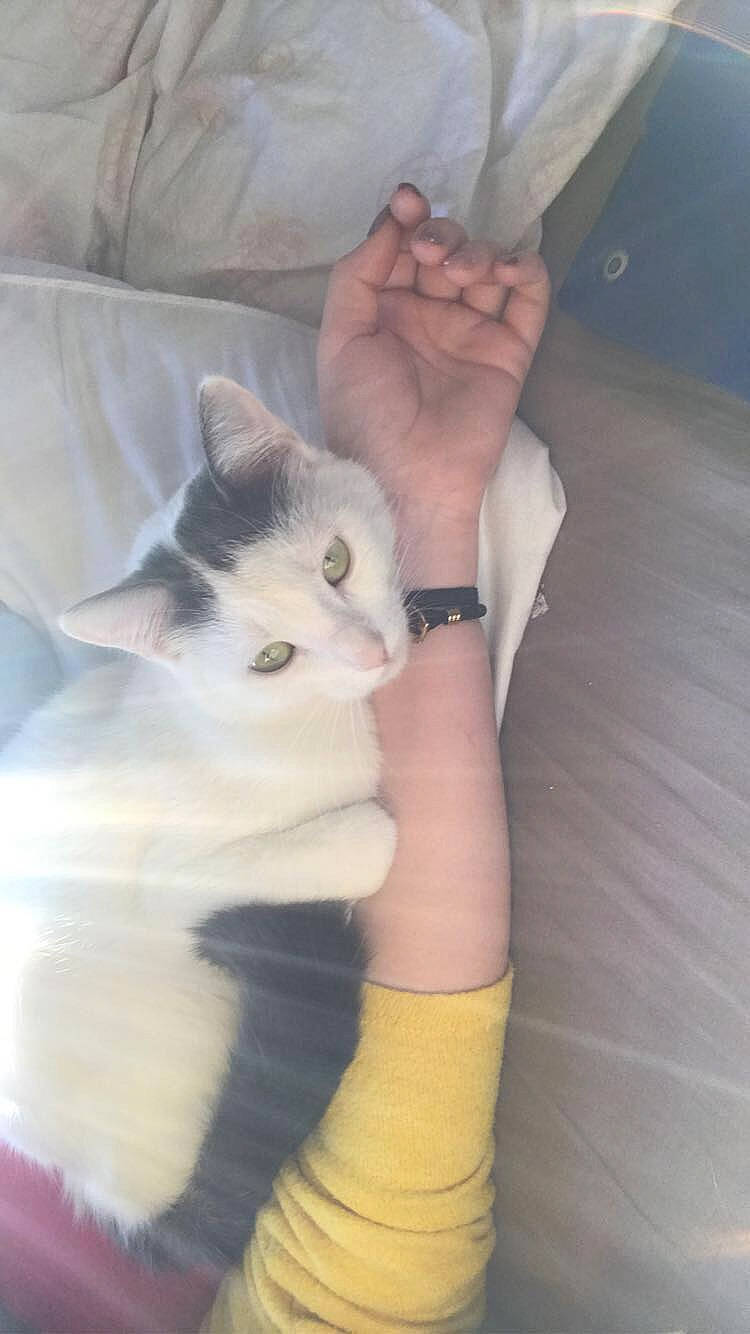 Pouky participe au concours pour gagner de l'argent avec cette photo : arm, carnivore, cat, domestic_long_haired_cat, domestic_short_haired_cat, fawn, felidae, hand, kitten, leg, norwegian_forest_cat, persian, polydactyl_cat, skin, small_to_medium_sized_cats, tail, turkish_angora, turkish_van, whiskers