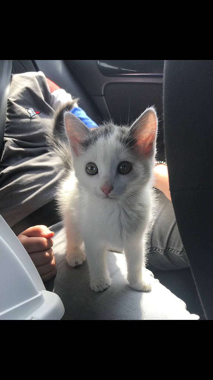 Pouky participe au concours pour gagner de l'argent avec cette photo : aegean_cat, asian, burmilla, carnivore, cat, domestic_short_haired_cat, ear, eye, felidae, fur, kitten, mammal, ojos_azules, photo_caption, ragdoll, small_to_medium_sized_cats, turkish_angora, turkish_van, vertebrate, whiskers