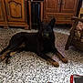 dog, indoor, living_room, furniture, wooden_cabinet, remote_control, glasses, bottle_cap, tile_floor, table, resting, black_dog, tan_markings, armchair, household_items, cozy, pet, flooring, vintage, relaxing