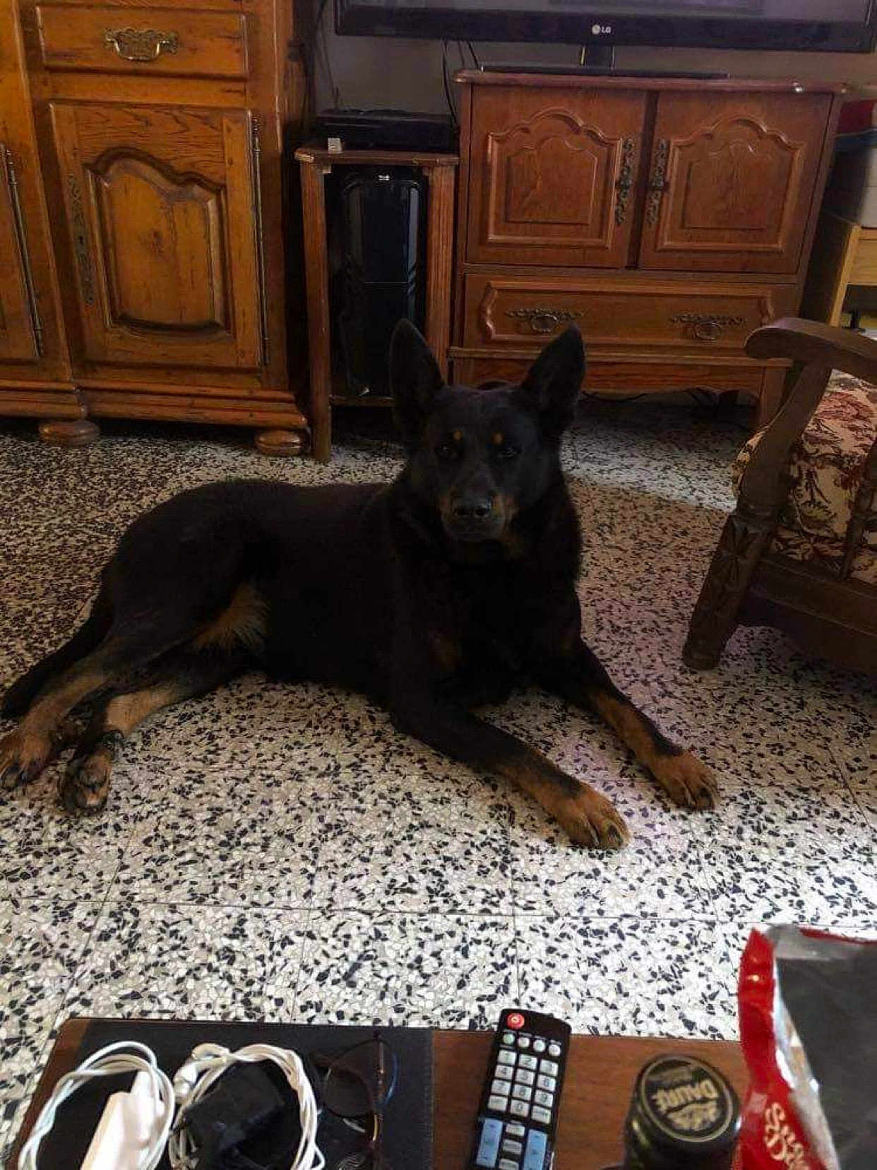 Kalen Auffret a rejoint le concours — aidez-le/la à gagner de superbes lots ! dog, indoor, living_room, furniture, wooden_cabinet, remote_control, glasses, bottle_cap, tile_floor, table, resting, black_dog, tan_markings, armchair, household_items, cozy, pet, flooring, vintage, relaxing