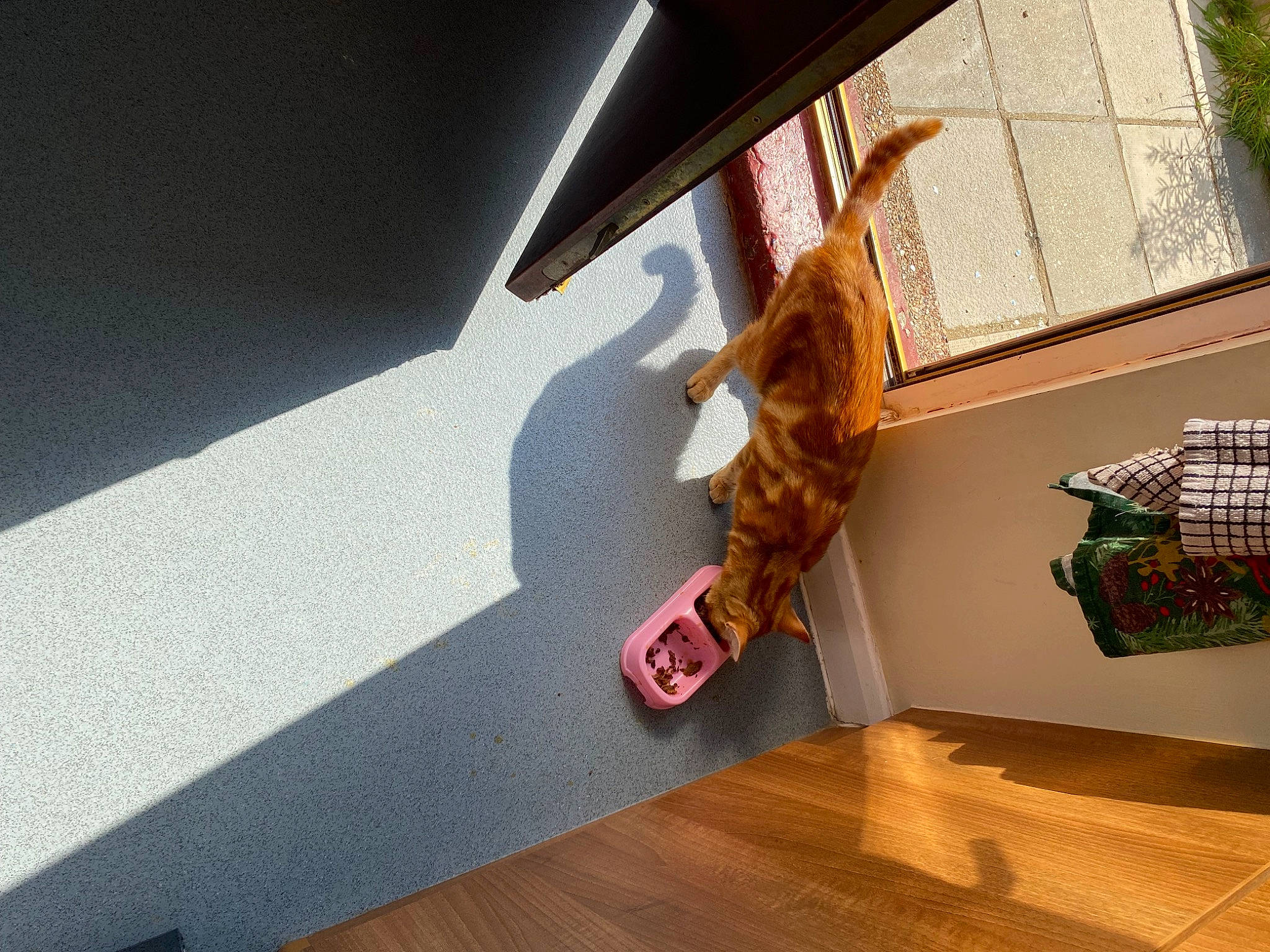 Tommy is registered to the contest to win money with this photo: automotive_exterior, carnivore, ceiling, design, door, felidae, floor, flooring, flowerpot, hardwood, houseplant, interior_design, plant, room, small_to_medium_sized_cats, tints_and_shades, vehicle_door, window, wood, wood_stain