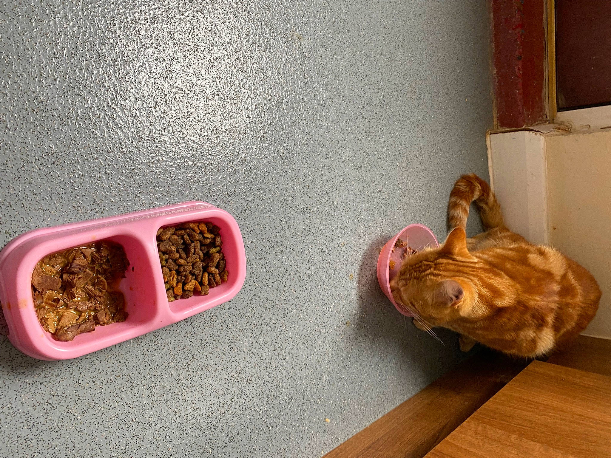 Tommy joined the competition — help win amazing prizes! carnivore, comfort, companion_dog, dog_food, felidae, flooring, food, hardwood, ingredient, kitchen_utensil, magenta, produce, rectangle, room, shoe, small_to_medium_sized_cats, sporting_group, tool, toy, wood