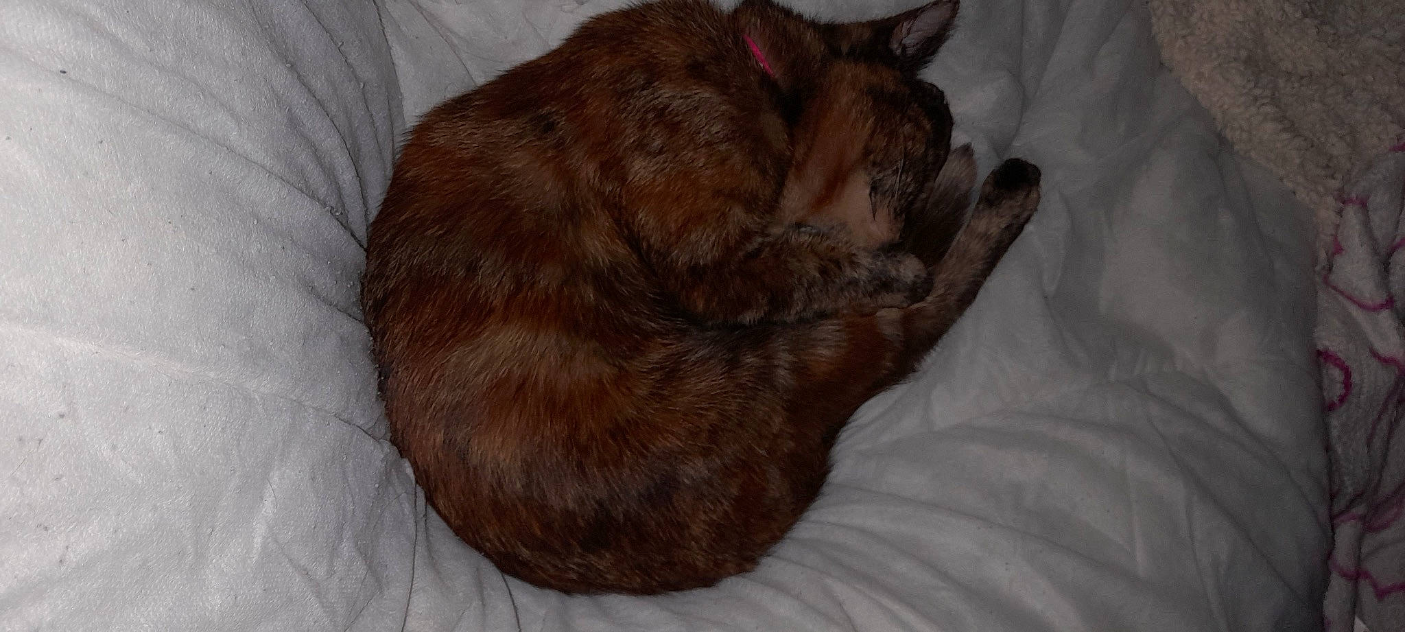 Pancake joined the competition — help win amazing prizes! brown, canidae, carnivore, cat, comfort, companion_dog, dog_breed, domestic_short_haired_cat, fawn, felidae, fur, linens, liver, nap, paw, small_to_medium_sized_cats, sporting_group, tail, terrestrial_animal, whiskers