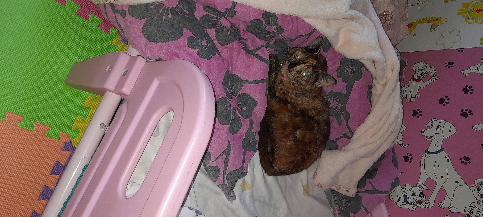 Pancake is registered to the contest to win money with this photo: bag, bedding, carnivore, cat, comfort, companion_dog, fawn, felidae, fur, linens, liver, magenta, pattern, pink, purple, room, sleeve, small_to_medium_sized_cats, tail, whiskers