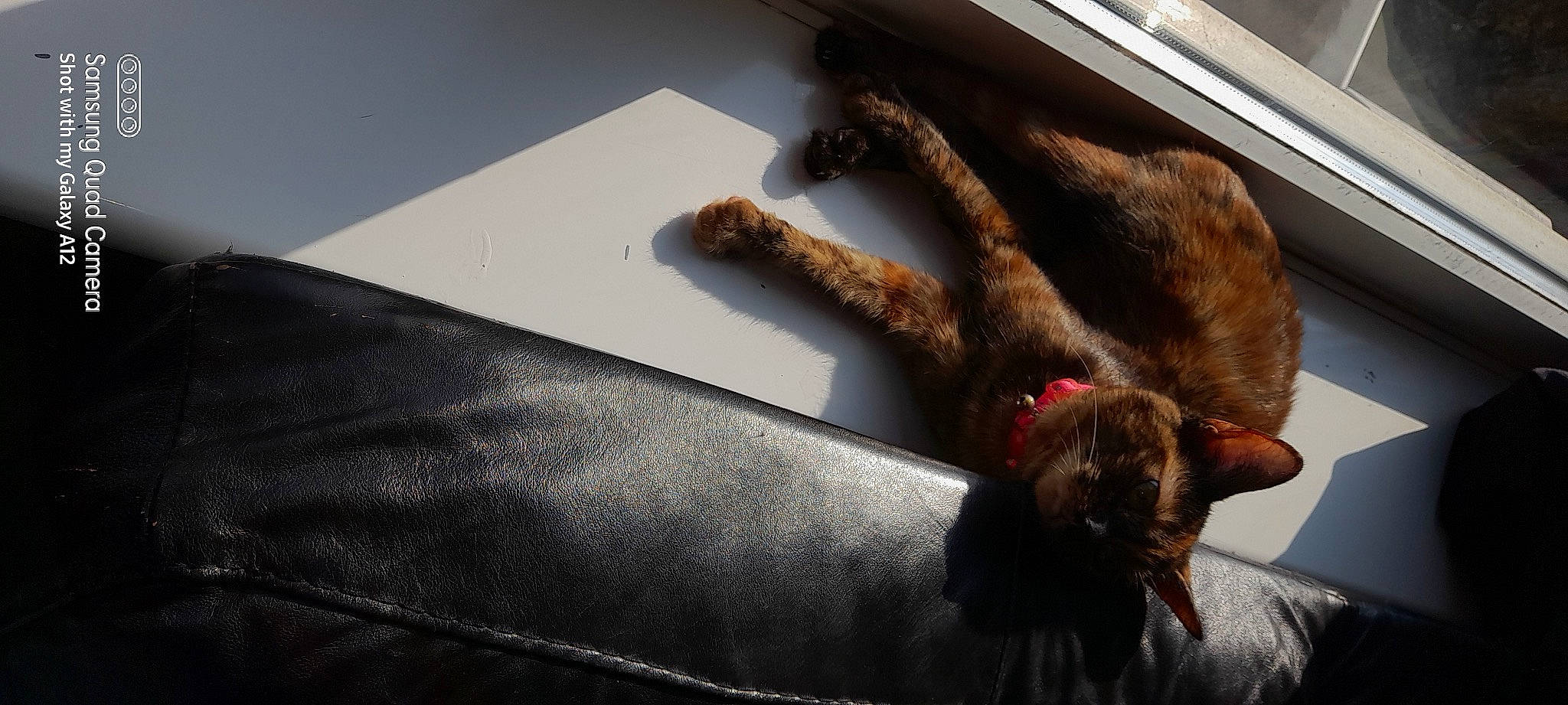 Pancake is registered to the contest to win money with this photo: brown, canidae, carnivore, cat, claw, comfort, companion_dog, dog_breed, fawn, felidae, flooring, fur, liver, room, small_to_medium_sized_cats, sporting_group, tail, wood