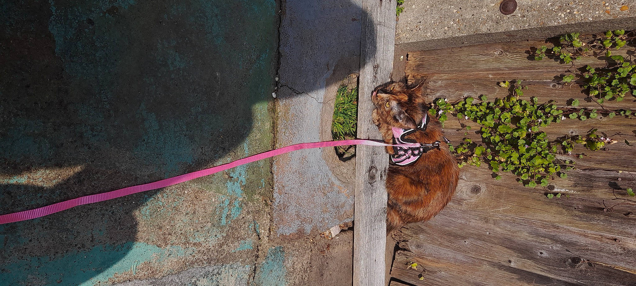 Pancake joined the competition — help win amazing prizes! carnivore, cat, collar, fawn, felidae, flowerpot, fur, grass, leash, pet_supply, plant, road_surface, sidewalk, small_to_medium_sized_cats, soil, tail, terrestrial_animal, tree, whiskers, wood