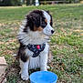 Angel a rejoint le concours — aidez-le/la à gagner de superbes lots ! puppy, dog, grass, blue_bowl, harness, outdoor, pet, animal, young_dog, tricolor, sitting, leash, nature, park, fur, cute, canine, side_view, daylight, water_bowl