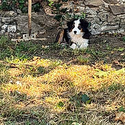 Angel participe au concours pour gagner de l'argent avec cette photo : puppy, dog, outdoor, grass, stone_wall, garden_tool, leaf, nature, tricolor, animal, young_dog, pet, sunlight, shade, fur, resting, calm, cute, small_dog, garden