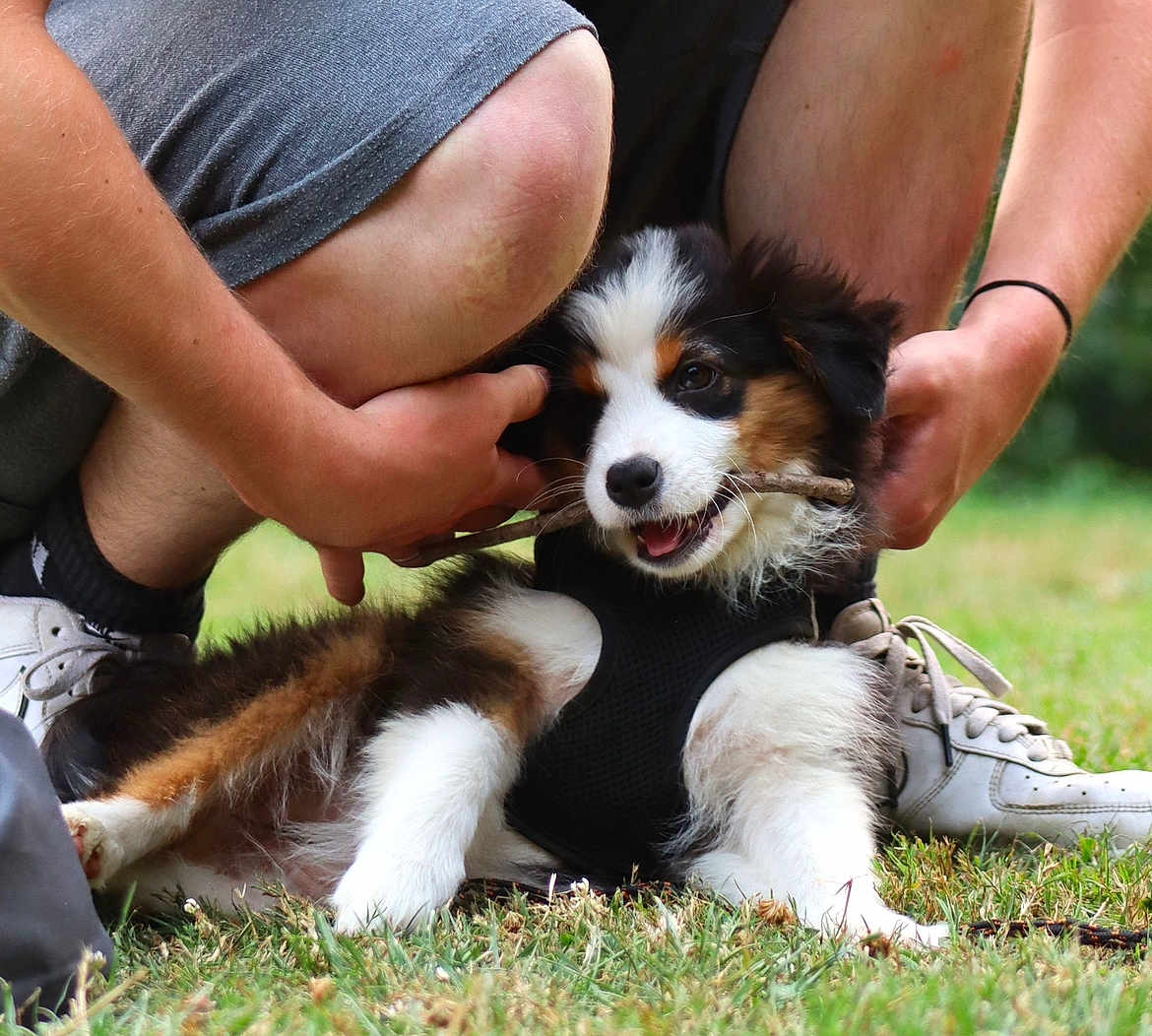 Angel participe au concours pour gagner de l'argent avec cette photo : puppy, dog, grass, stick, person, hands, shorts, sneakers, outdoor, playful, happy, black_harness, tricolor, cute, pet, animal, crouching, nature, summer, fun