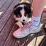 puppy, dog, shoe, sneaker, white_shoe, puma_sock, leg, wooden_deck, sunlight, shadow, pet, cute, fluffy, black_and_white, brown_markings, outdoor, animal, young_dog, paw, closeup