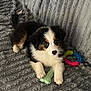 Angel a rejoint le concours — aidez-le/la à gagner de superbes lots ! puppy, dog, toy, chew_toy, blanket, gray, fur, pet, cute, animal, playful, tricolor, paw, relaxing, indoors, soft_texture, curious, young, companion, canine