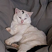 Simba participe au concours pour gagner de l'argent avec cette photo : animal, black_markings, cat, chair, cozy, cushion, cute, domestic_cat, feline, fur, indoor, lazy, lounging, paw, pet, relaxed, resting, sleepy, whiskers, white_cat