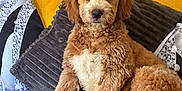Hugo is registered to the contest to win money with this photo: animal, brown, canine, comfort, couch, cozy, cute, dog, domestic, fluffy, fur, home, indoor, pet, pillow, puppy, relaxed, resting, sitting, young