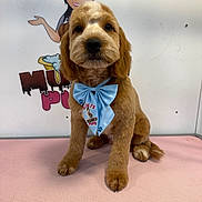 Hugo is registered to the contest to win money with this photo: animal, background, blue_bow, bow, cartoon, cute, cute_pet, dog, ears, face, fur, groomed, indoor, logo, looking_at_camera, pet, pink_mat, puppy, sitting, tail