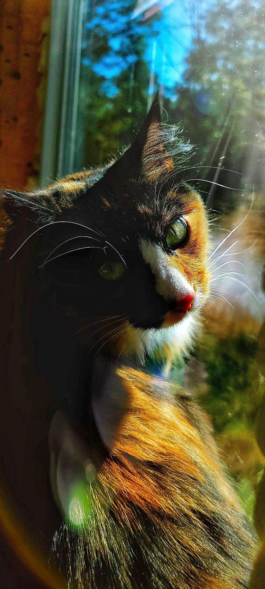 Pat Benatar is registered to the contest to win money with this photo: carnivore, cat, close_up, domestic_short_haired_cat, eye, fawn, felidae, fur, grass, macro_photography, organism, plant, small_to_medium_sized_cats, snout, tail, terrestrial_animal, tree, whiskers, wildlife, window